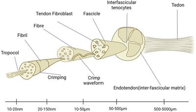 Advances in non-coding RNA in tendon injuries